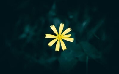 Signos auxiliares